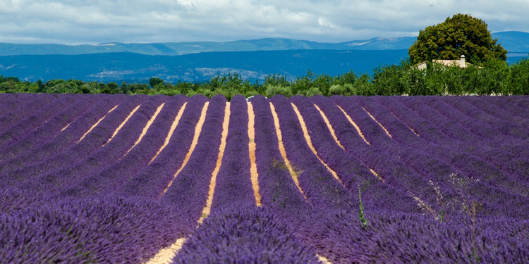 Bath and Body with Lavender